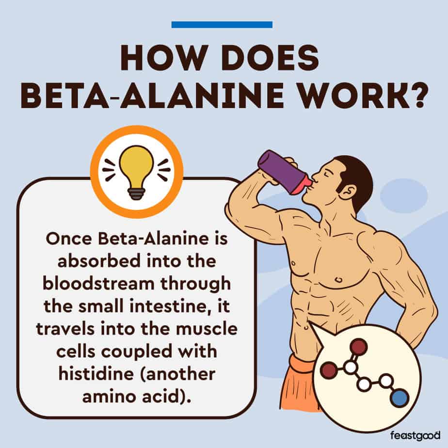 How does Beta-Alanine work